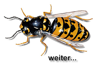 weiter zu Supella...